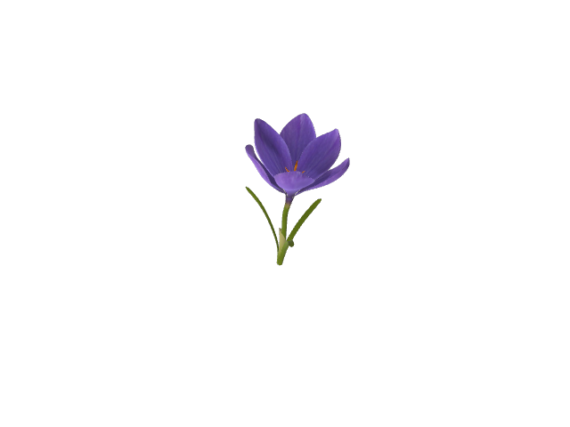 Preview of Crocus