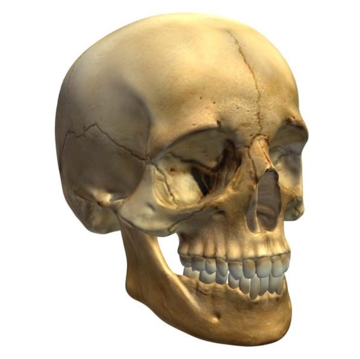 Preview of Skull