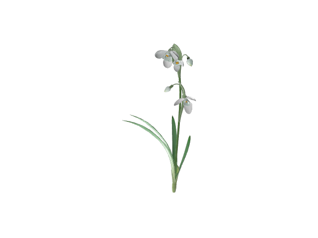 Preview of Snowdrop