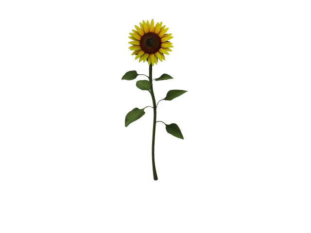 Preview of Sunflower
