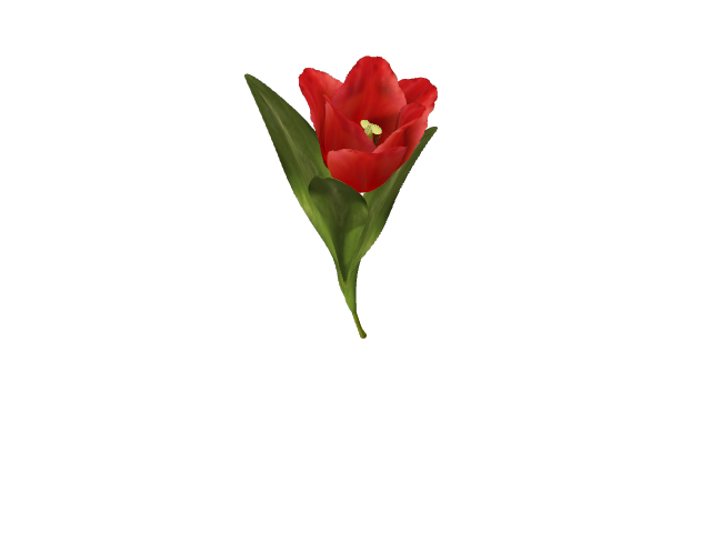 Preview of Tulip