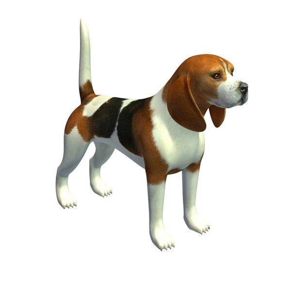 Preview of beagle