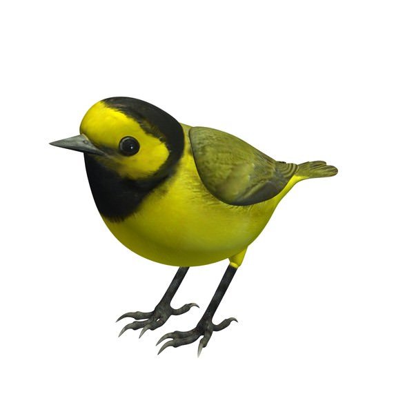 Preview of bird_1