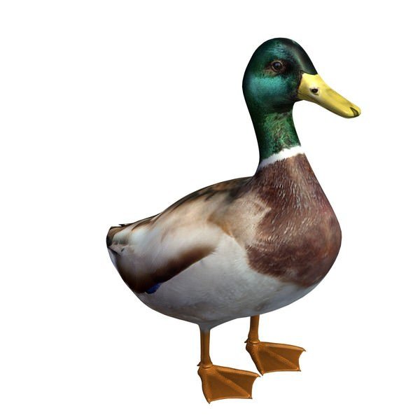 Preview of bird_2