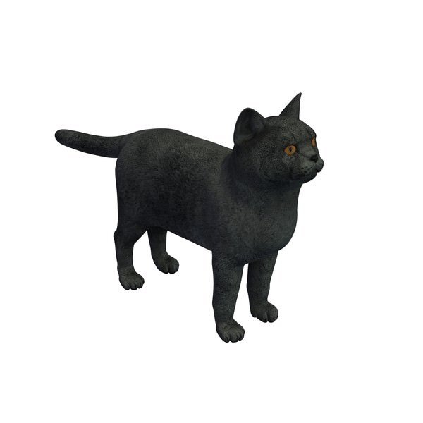 Preview of cat