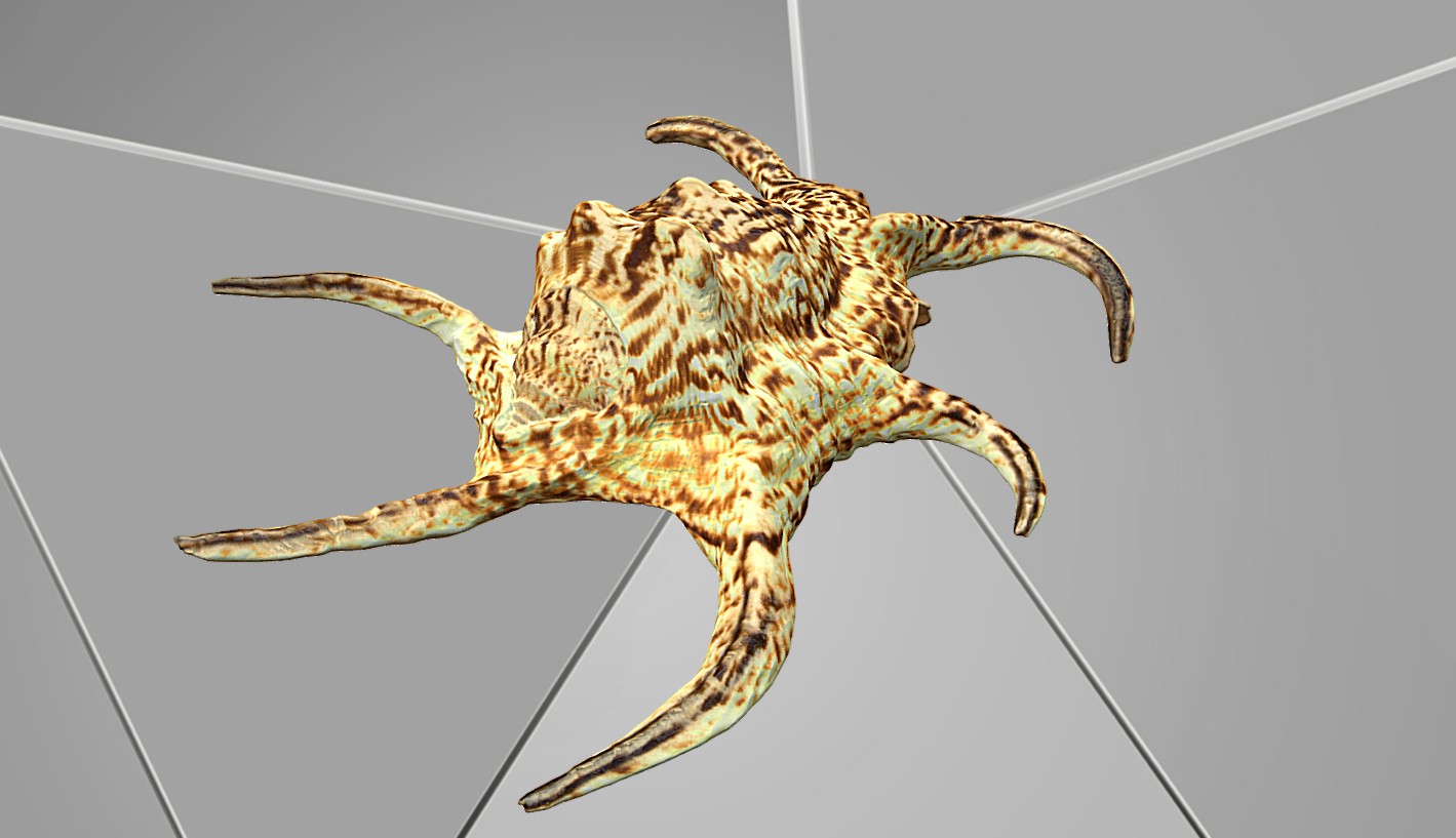 Preview of sea_shell